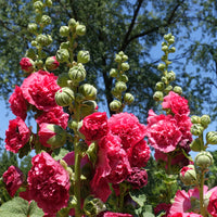 Dubbelbloemige stokroos - roze (x3) - Alcea rosea chaters double group pink - Bakker