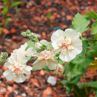 Bloeiende vaste planten - Alcalthaea Parkallee - Alcalthaea suffrutescens Parkallee