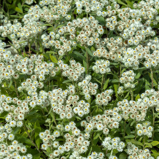 Marokkaanse kamille Sommerschnee - Bakker