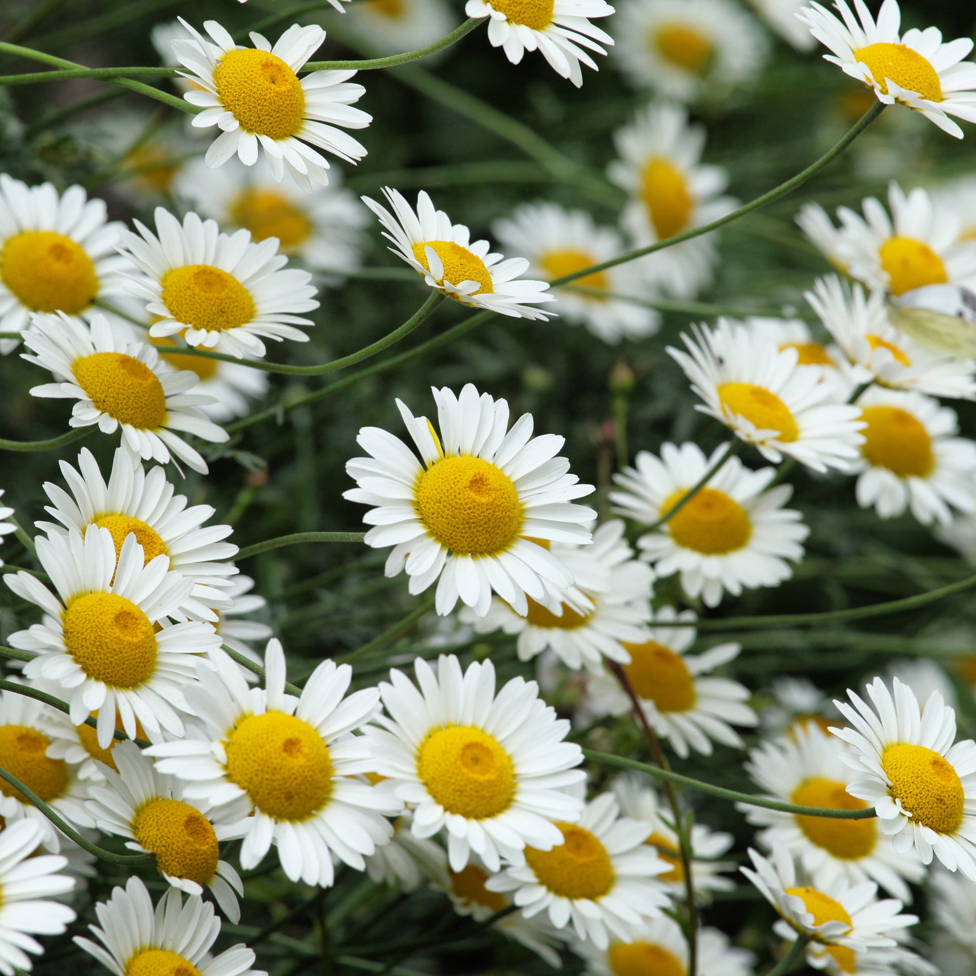 Verfkamille  Sauce Hollandaise - Bakker