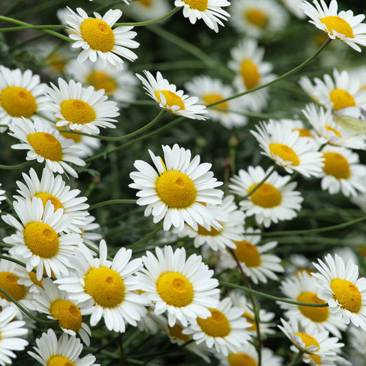 Verfkamille  Sauce Hollandaise - Bakker
