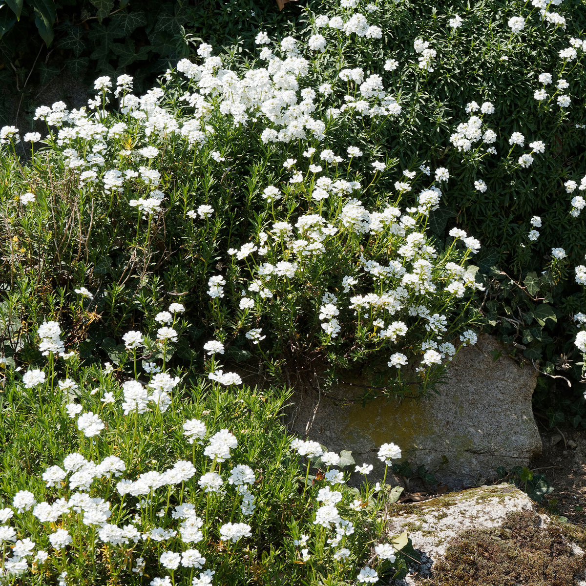 Iberis sempervirens 'weisser zwerg' - Scheefbloem 'Weisser Zwerg' - Scheefbloem