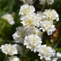 Vaste planten - Engels gras 'Alba' - Armeria maritima alba