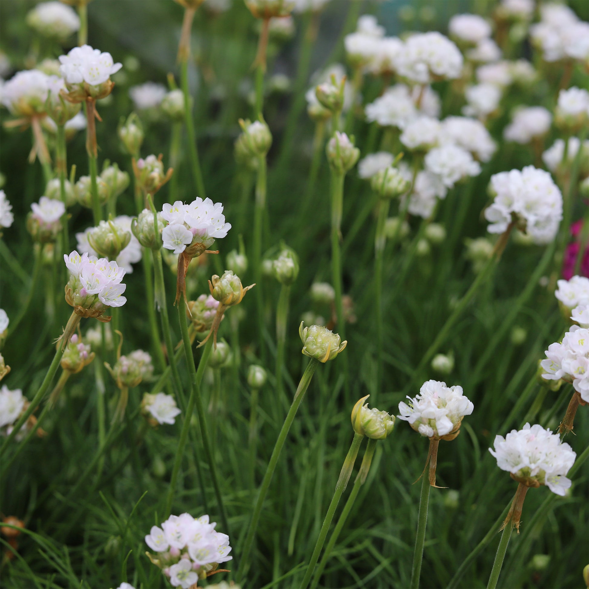 Engels gras 'Alba' - Bakker