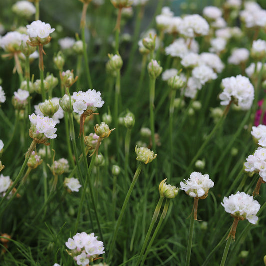 Engels gras 'Alba' - Bakker