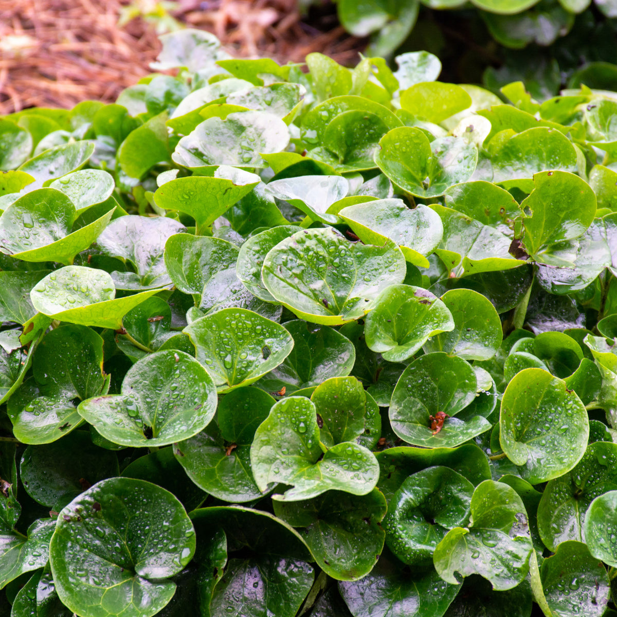 Asarum europaeum - Mansoor - Vaste planten
