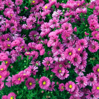 Aster dumosus jenny - Herfstaster 'Jenny' - Aster