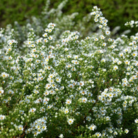 Aster ericoides Snowflurry - Aster Snowflurry (x3) - Aster
