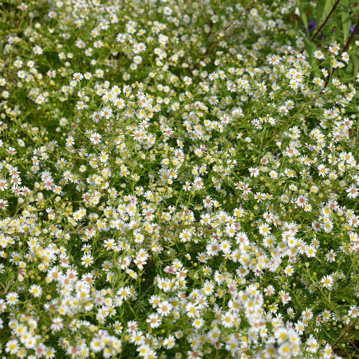 Aster Snowflurry - Aster ericoides Snowflurry - Bakker