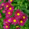 Aster Crimson Brocade (x3) - Bakker