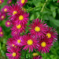 Aster  Crimson Brocade - Bakker