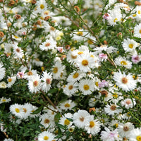 Herfstaster 'White Ladies' - Aster novi-belgii white ladies - Bakker