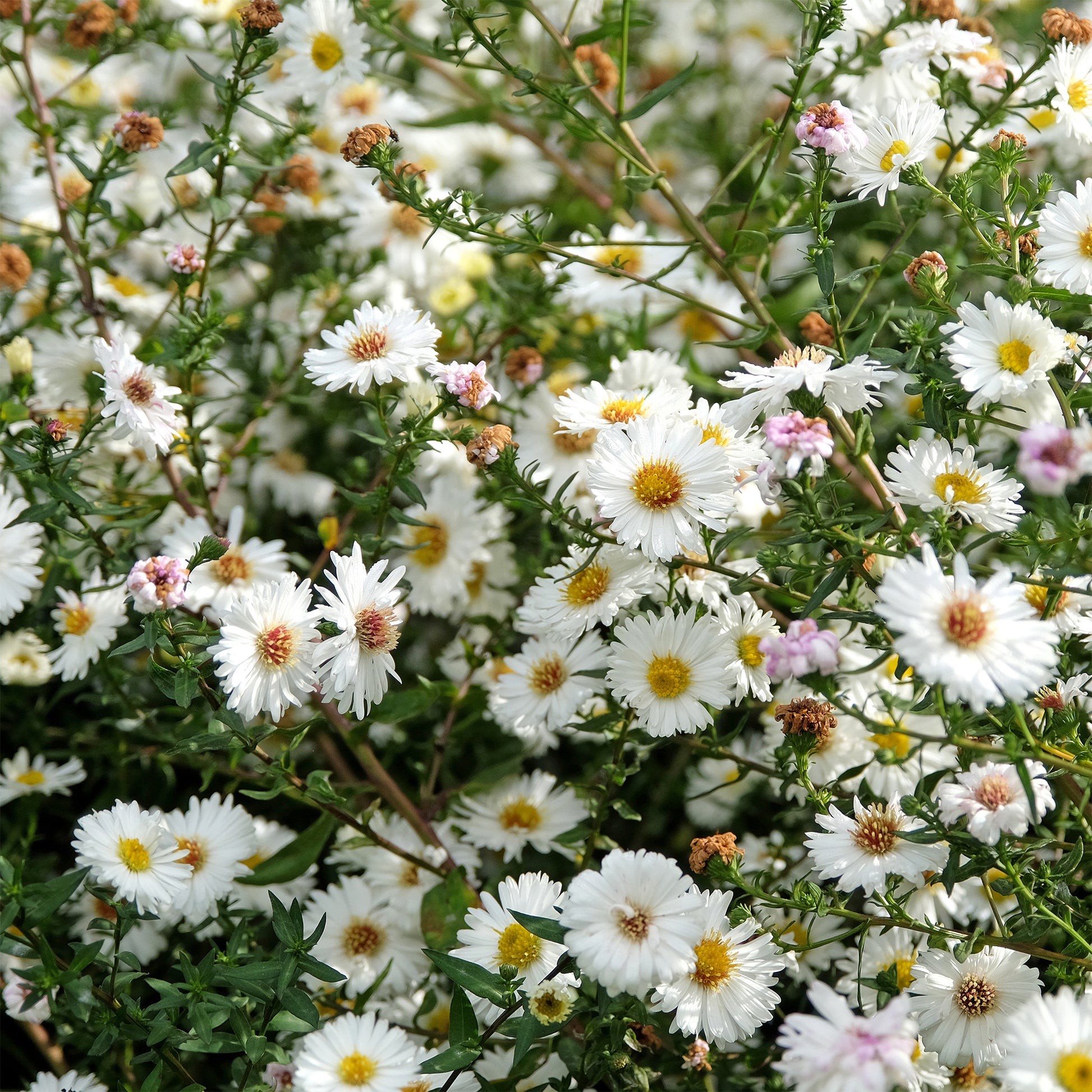 Herfstaster 'White Ladies' - Aster novi-belgii white ladies - Bakker