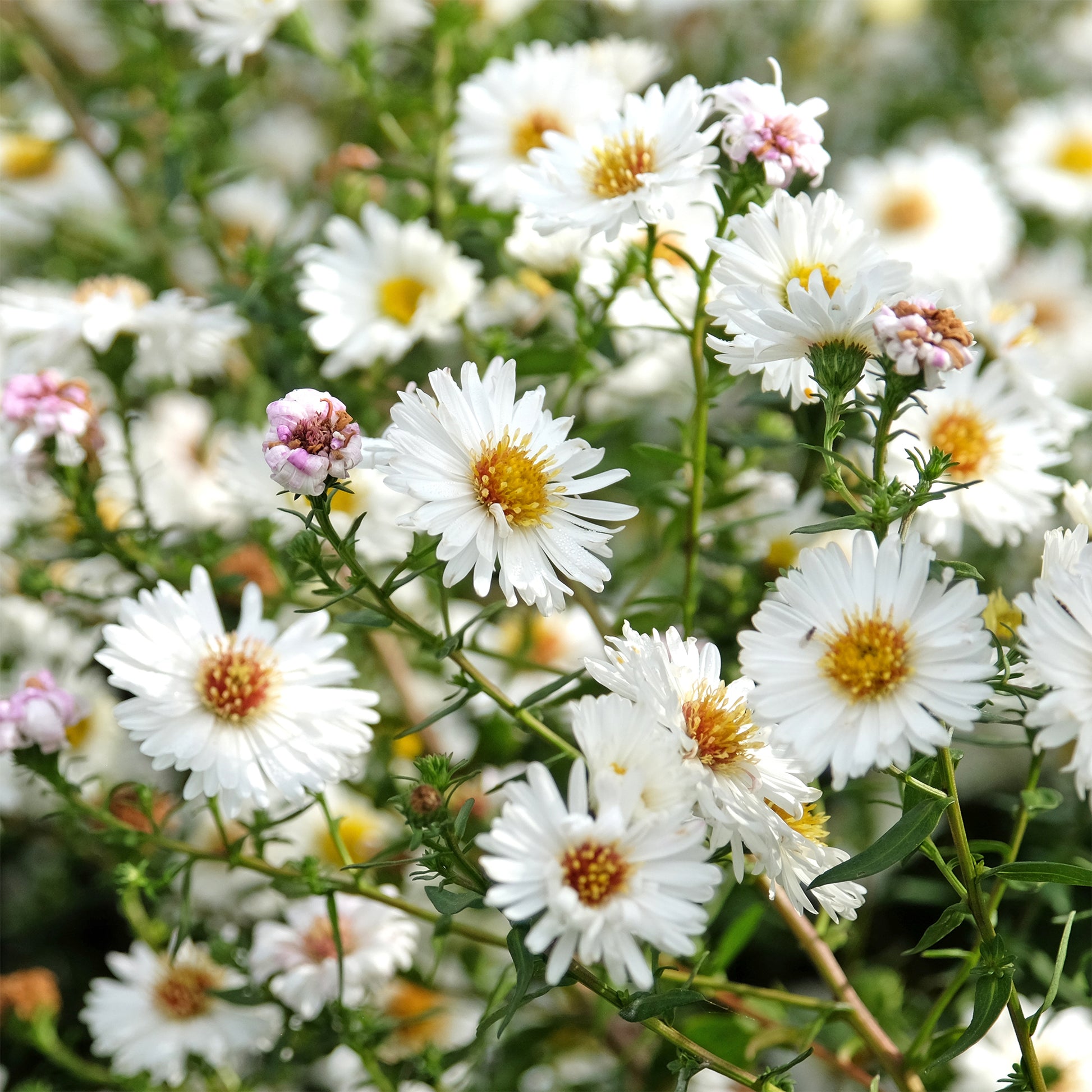 Herfstaster 'White Ladies' - Bakker