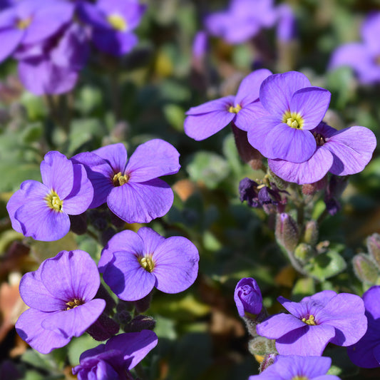 Randjesbloem / Blauwkussen Cascade Purple - Bakker