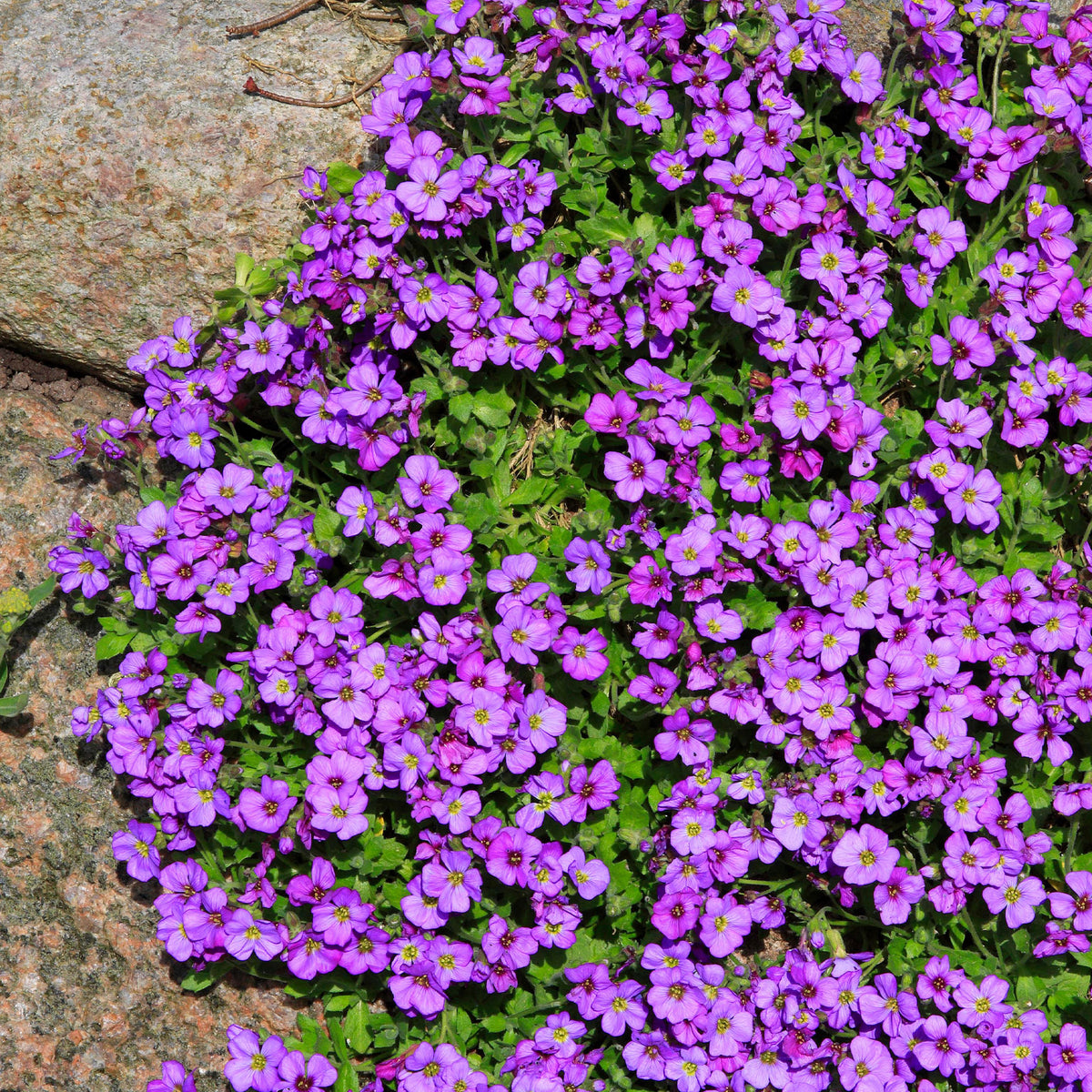 Aubrieta - Randjesbloem / Blauwkussen Hamburger Stadtpark - Aubrieta Hamburger Stadtpark