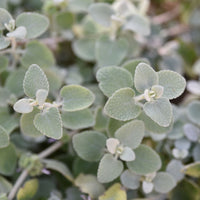 Ballota pseudodictamnus - Valse vuurwerkplant - Vaste planten