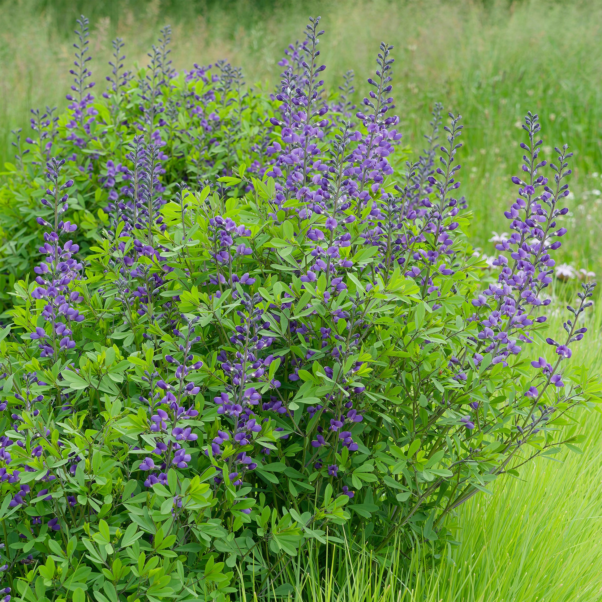 Valse indigo - Baptisia australis - Bakker