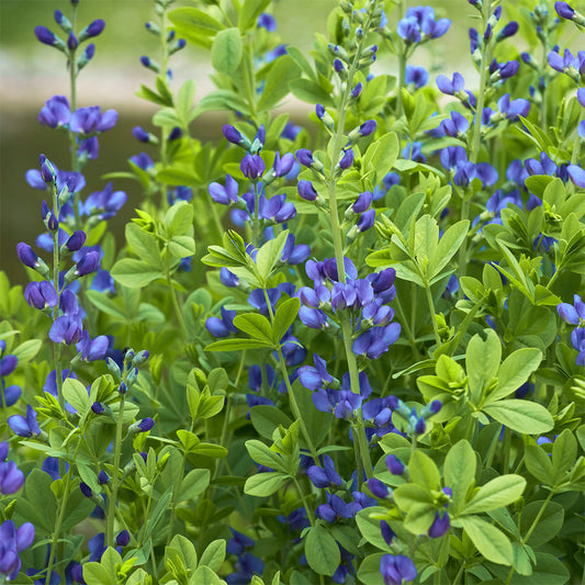 Valse indigo - Bakker