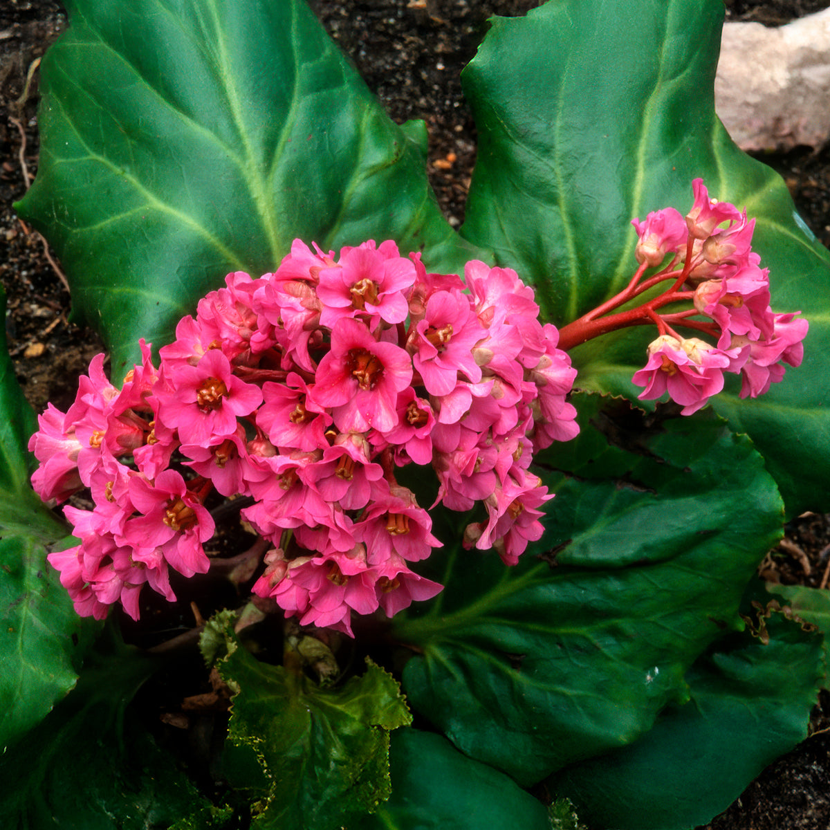 Schoenlappersplant Morgenrote - Bergenia cordifolia Morgenröte - Bakker
