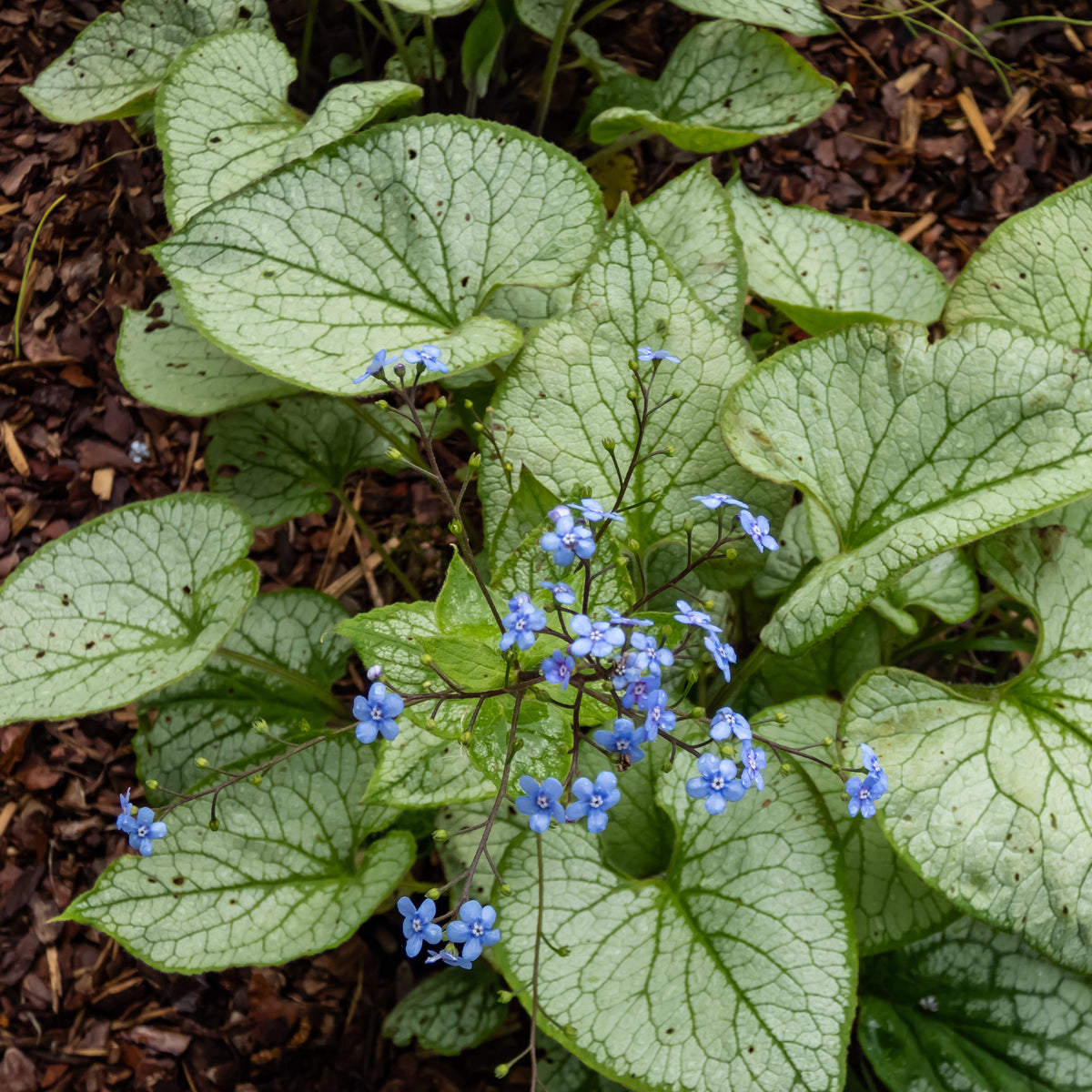 Kaukasisch vergeet-mij-nietje Zilverhart - Brunnera macrophylla Silver Heart - Bakker