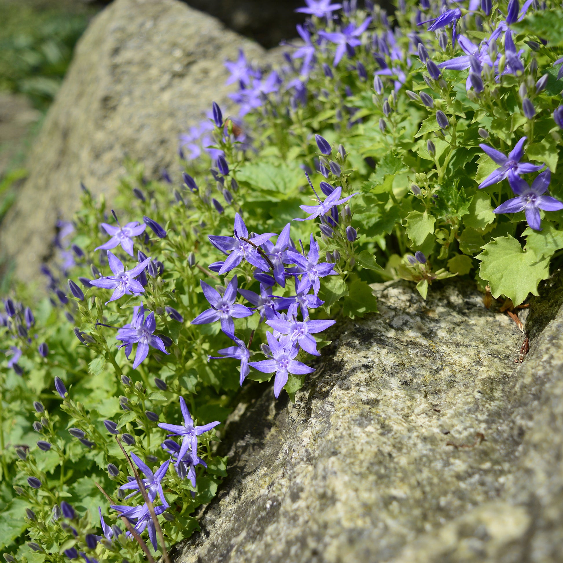 Klokjesbloem - Bakker