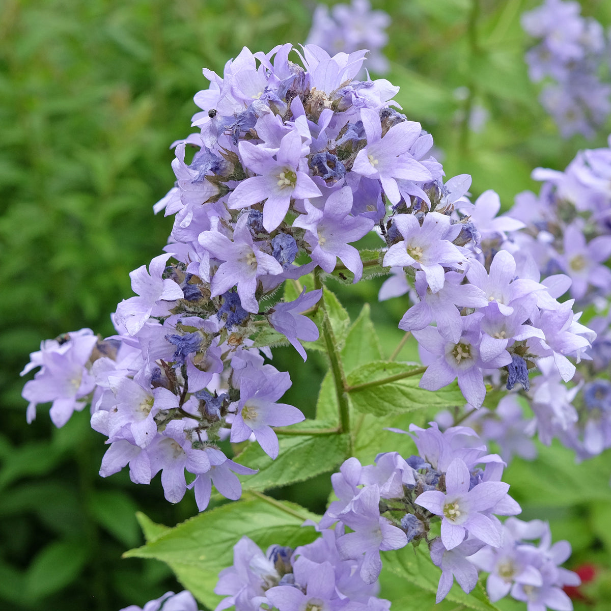Klokjesbloem Prichards Variety