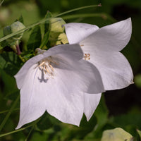 Klokjesbloem Alba - Campanula persicifolia Alba - Bakker