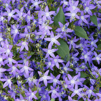 Verkoop Kruipklokje - Campanula poscharskyana