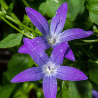 Klokjesbloem - Kruipklokje - Campanula poscharskyana