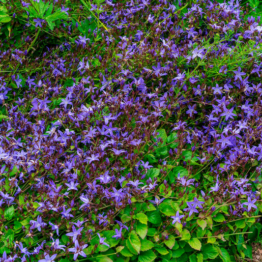 Kruipklokje Stella - Bakker