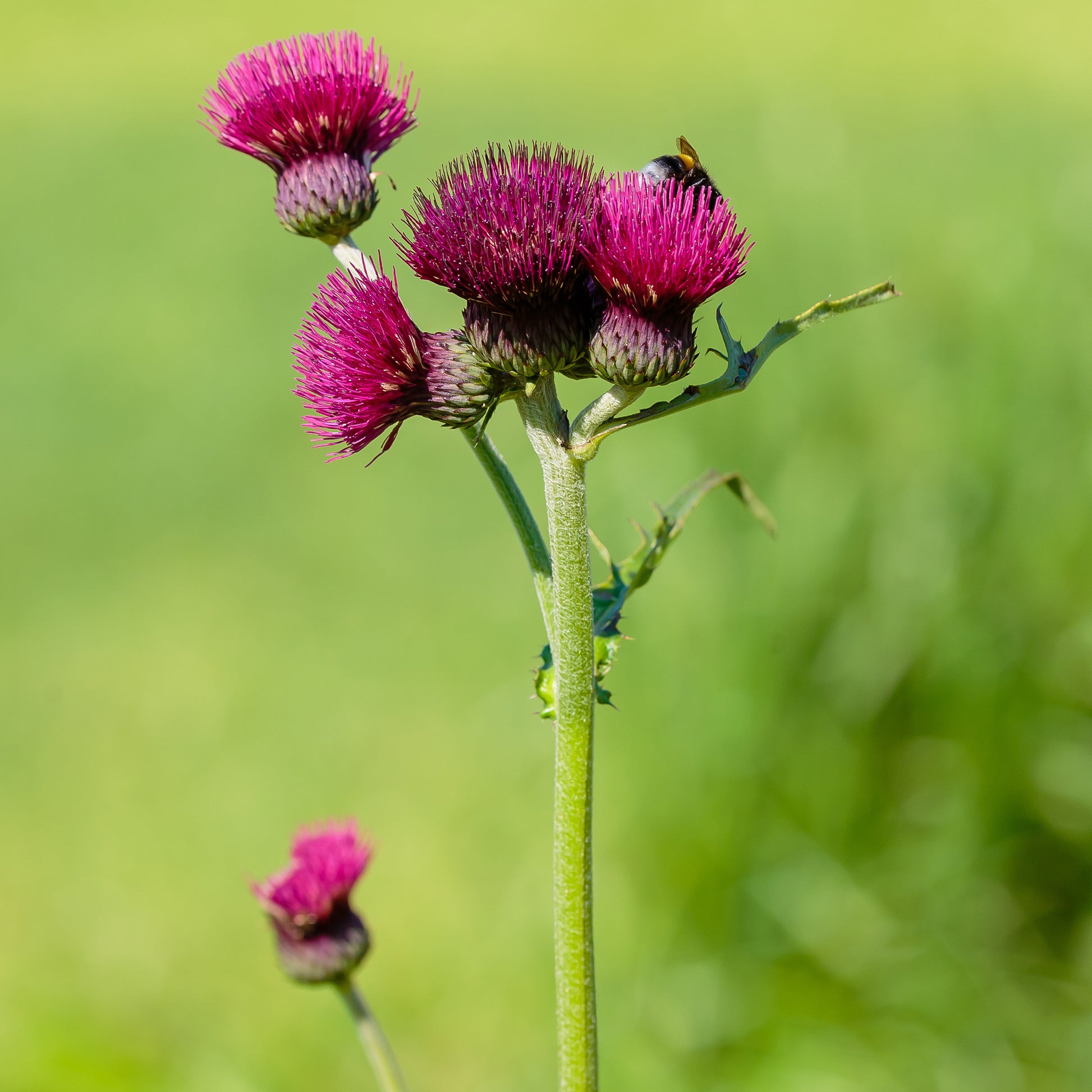 Vederdistel - Cirsium rivulare atropurpureum - Bakker