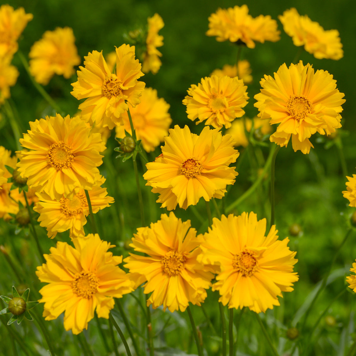 Meisjesogen Sunray - Coreopsis grandiflora Sunray - Bakker