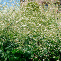 Bloeiende vaste planten - Hartvormige zeekool - Crambe cordifolia