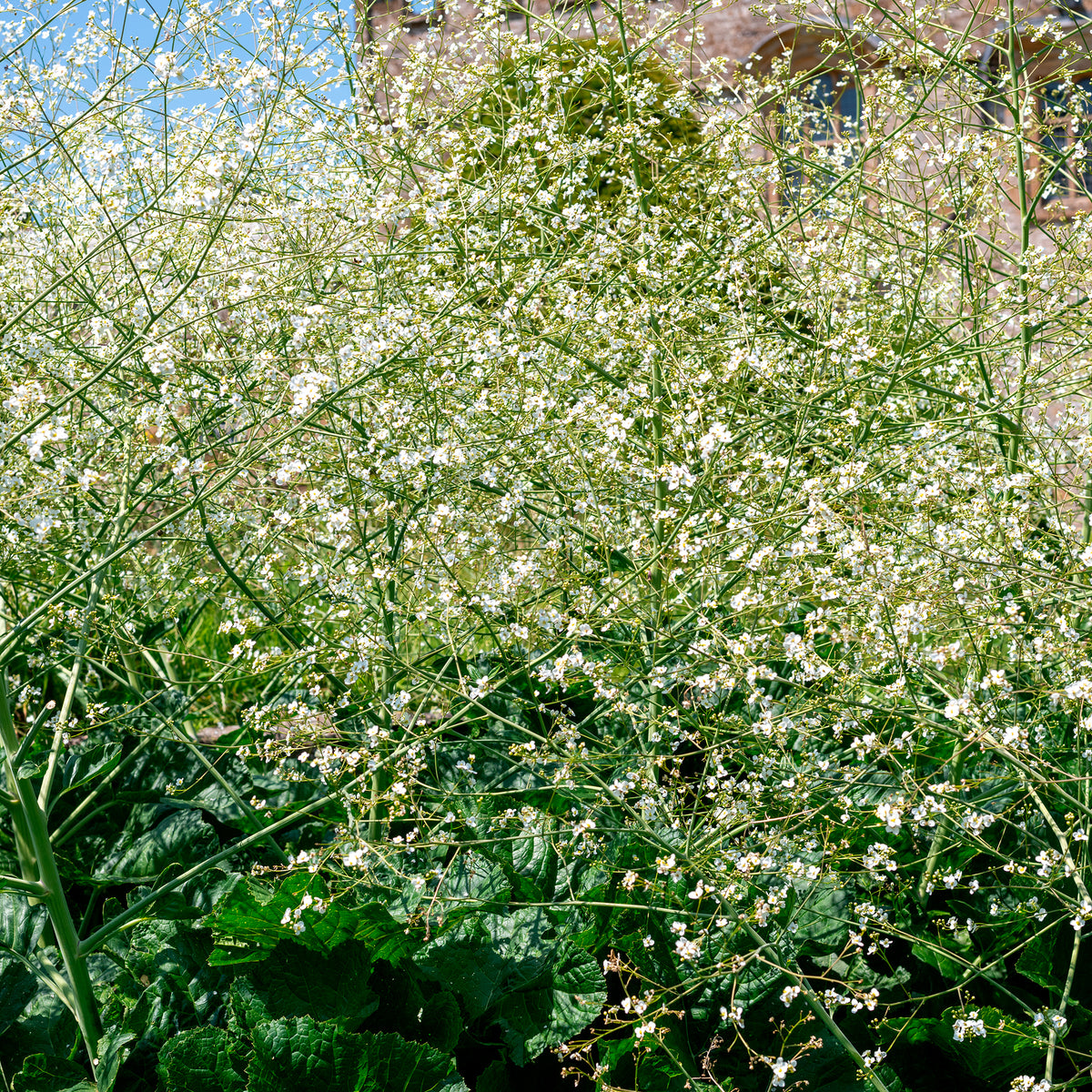 Bloeiende vaste planten - Hartvormige zeekool - Crambe cordifolia