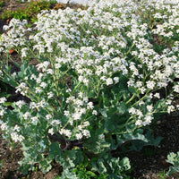 Crambe maritima - Zeekool - Vaste planten