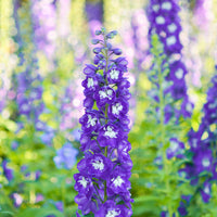 Delphinium Pacific King Arthur - Ridderspoor King Arthur - Delphinium