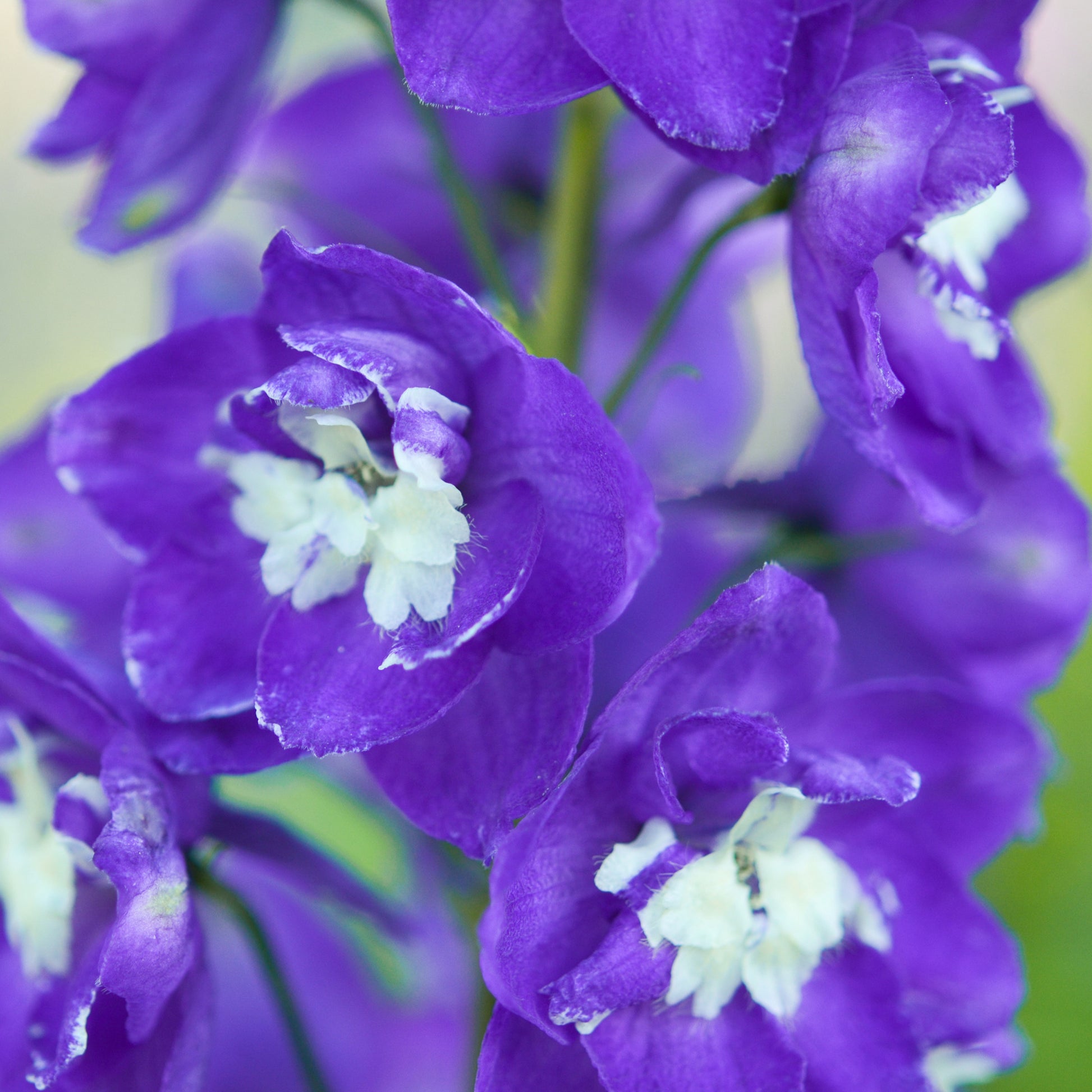 Ridderspoor King Arthur - Delphinium Pacific King Arthur - Bakker