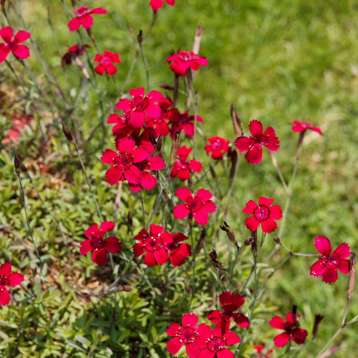 Anjer Flashing Light - Dianthus deltoides flashing light - Bakker