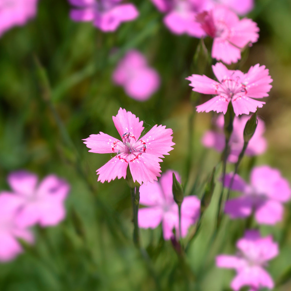 Steenanjer 'Rosea' - Dianthus deltoides rosea - Bakker