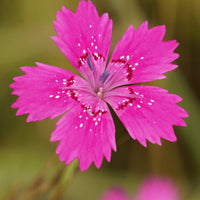 Steenanjer 'Rosea' - Bakker