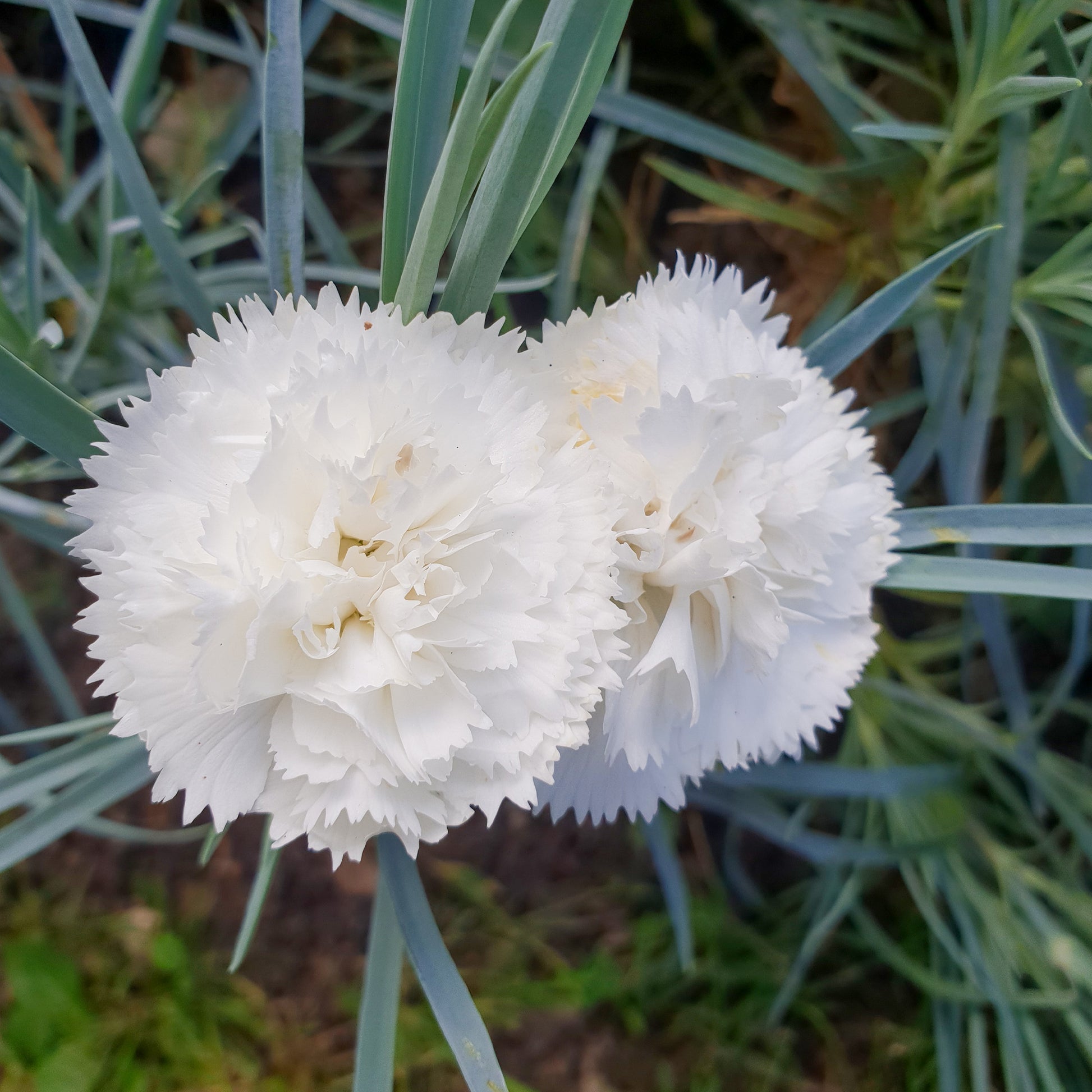 Grasanjer 'Haytor White' - Dianthus plumarius haytor white - Bakker