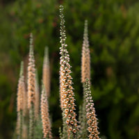 Vingerhoedskruid Gigantea - Bakker