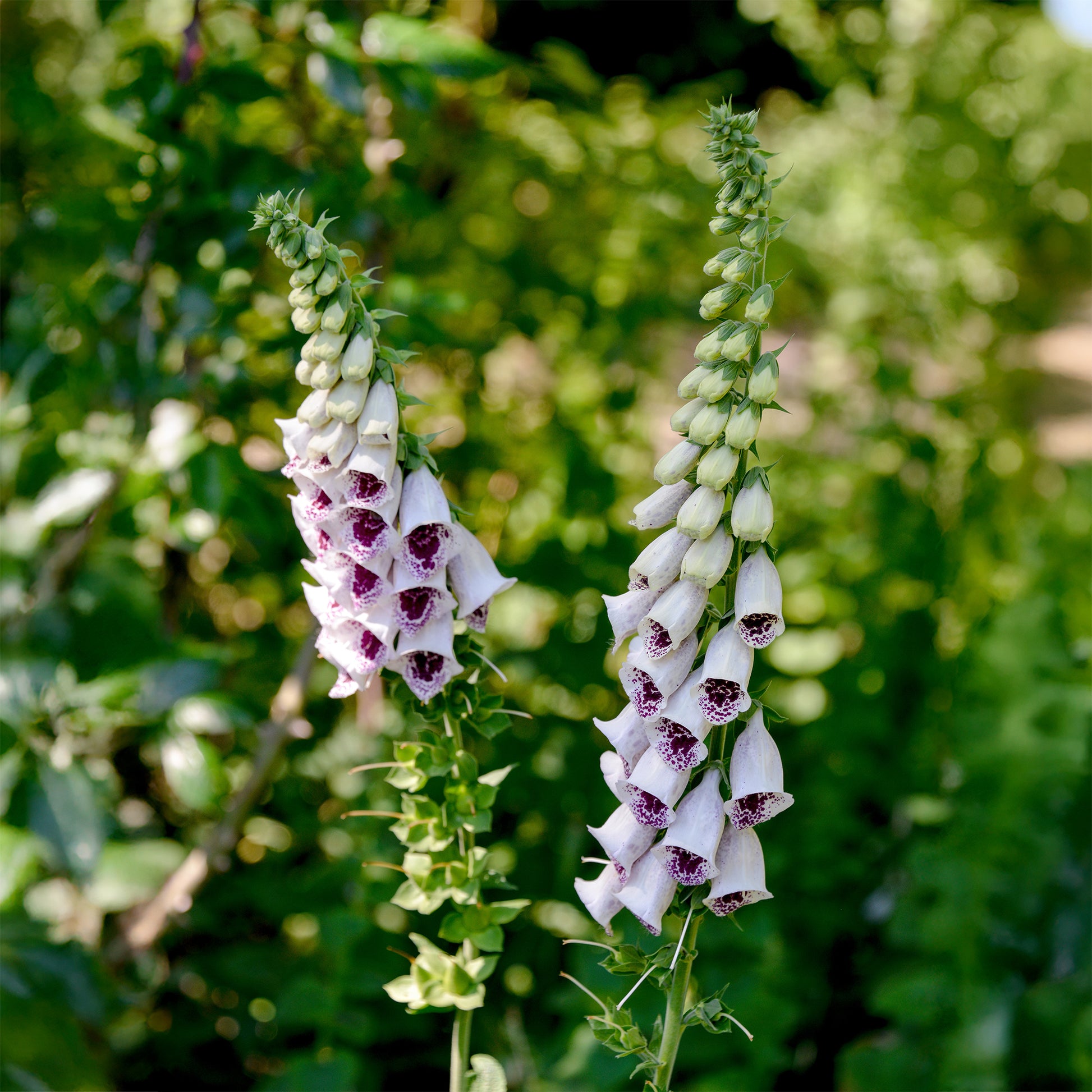 Vingerhoedskruids Gant de Notre dame Pams Choice - Digitalis purpurea pams choice - Bakker