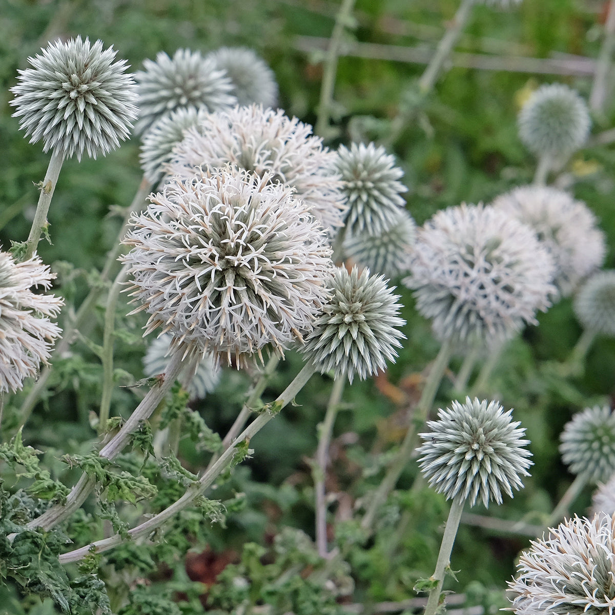 Kogeldistel 'Star Frost'