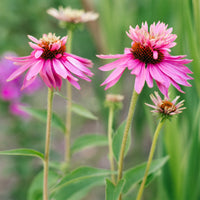 Zonnehoed pourpre Double-Decker - Echinacea purpurea double-decker - Bakker