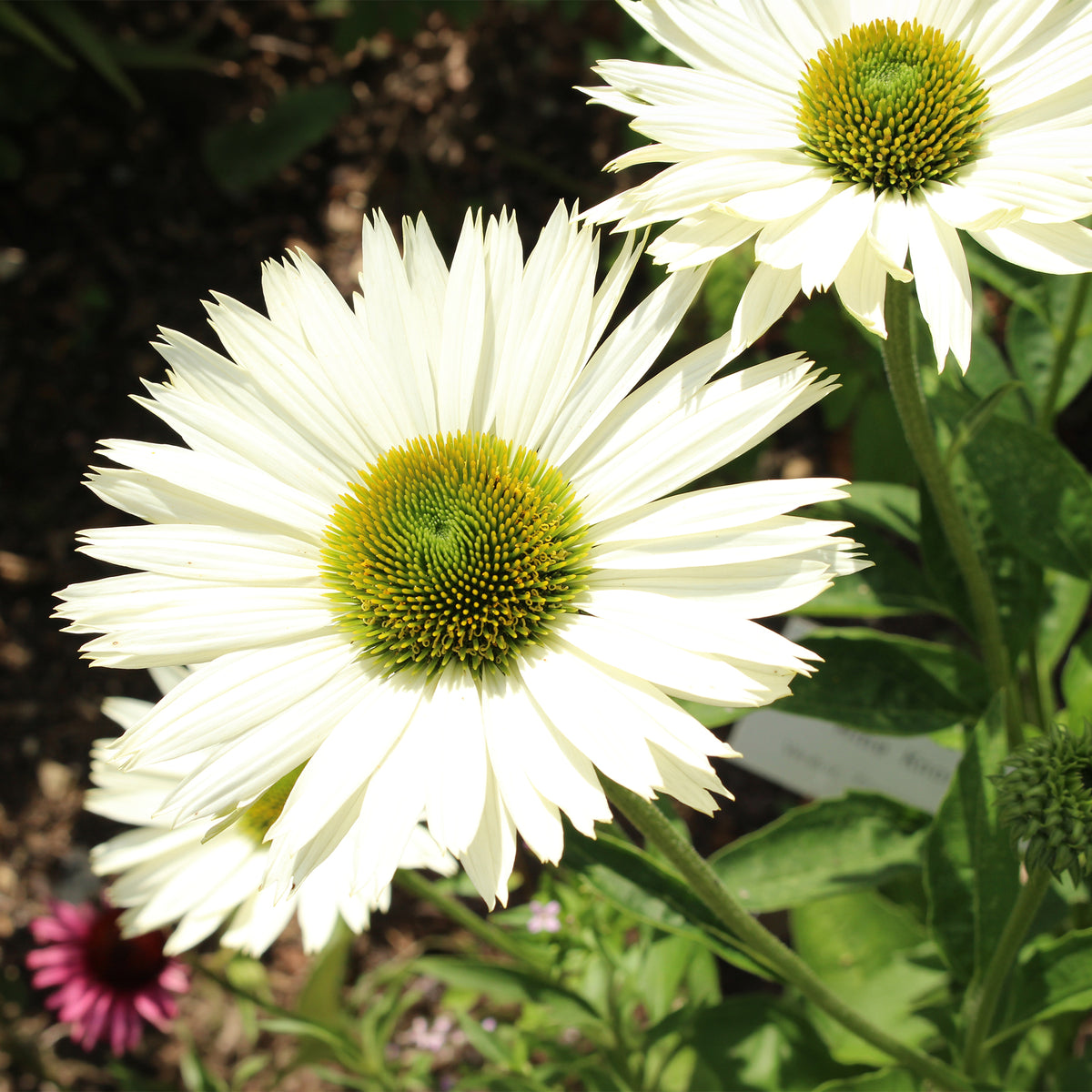 Zonnehoed Virgin