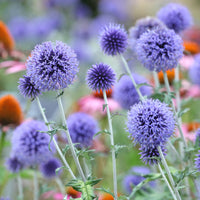 Echinops ritro Veitch's Blue - Kogeldistel Blue - Vaste planten