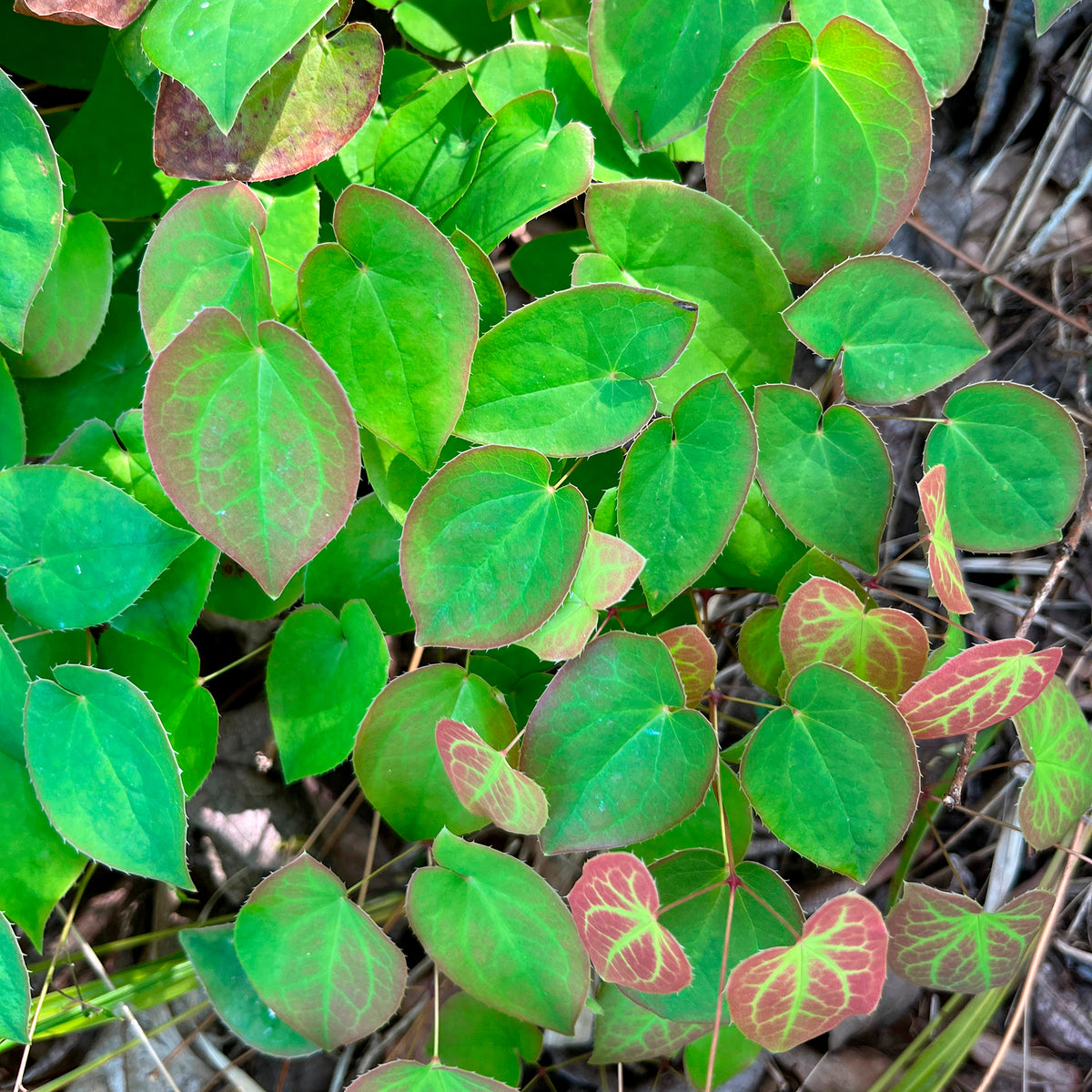 Elfenbloem alpinum