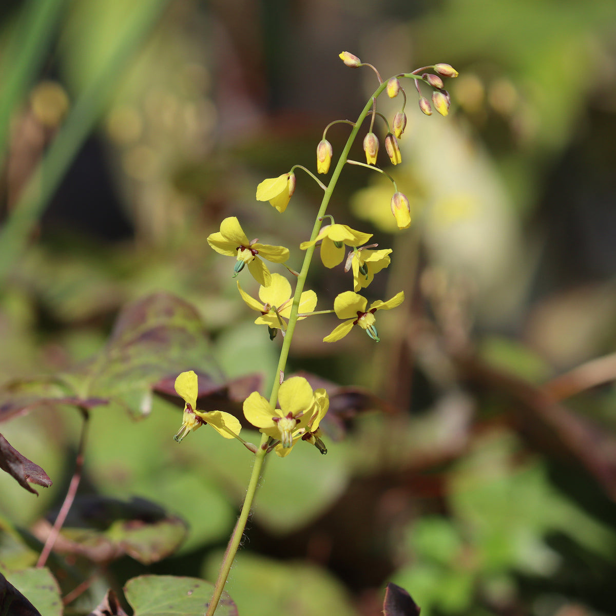 Elfenbloem Frohnleiten